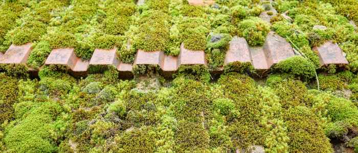 Best Way to Get Rid of Moss on Roof